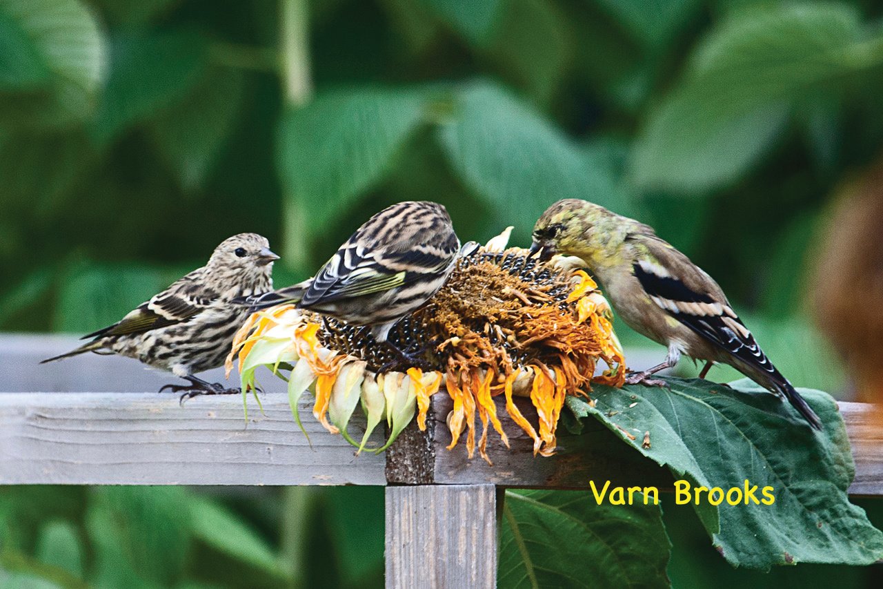 Birds feeding on Sunflower: Pine siskins (two on the left) are distinguished by streaked plumage on their head, cape, sides and breast. The similar, but more variable American goldfinch (one on the right) does not have distinct streaks in any seasonal plumage.